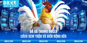 Đá Gà Thomo 88CLB - Cách Xem Trận Và Biến Động Kèo