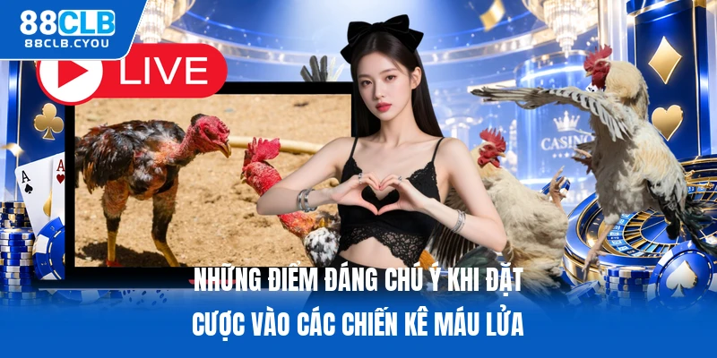 Những điểm đáng chú ý khi đặt cược vào các chiến kê máu lửa
